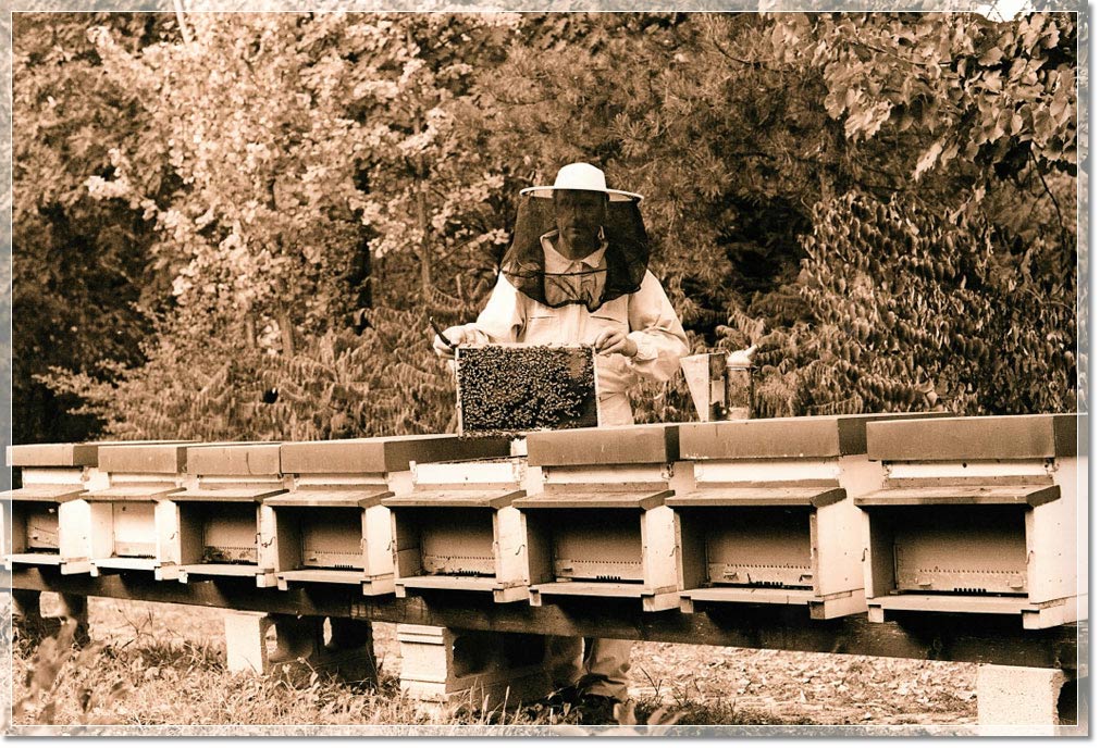 APICOLTORE EPOCA APICOLTORE EPOCA